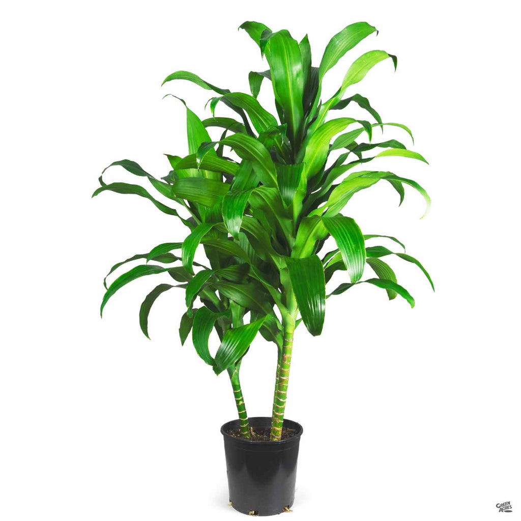 dracaena michiko care Dracaena 'Michiko' — Green Acres Nursery & Supply