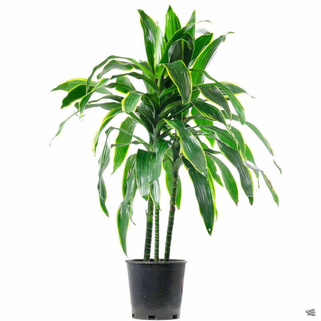 Dracaena Pele™ — Green Acres Nursery & Supply
