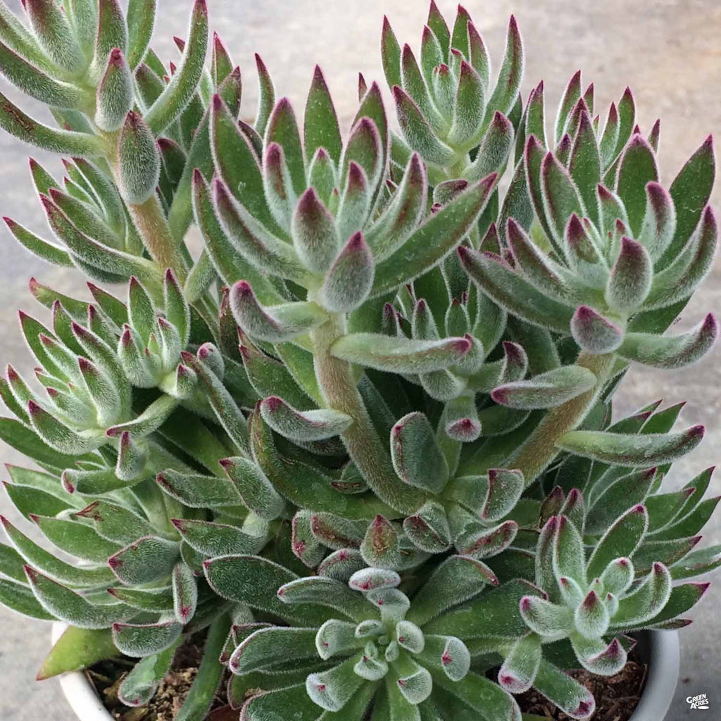 arrow succulent Echeveria 'Arrow' — Green Acres Nursery & Supply