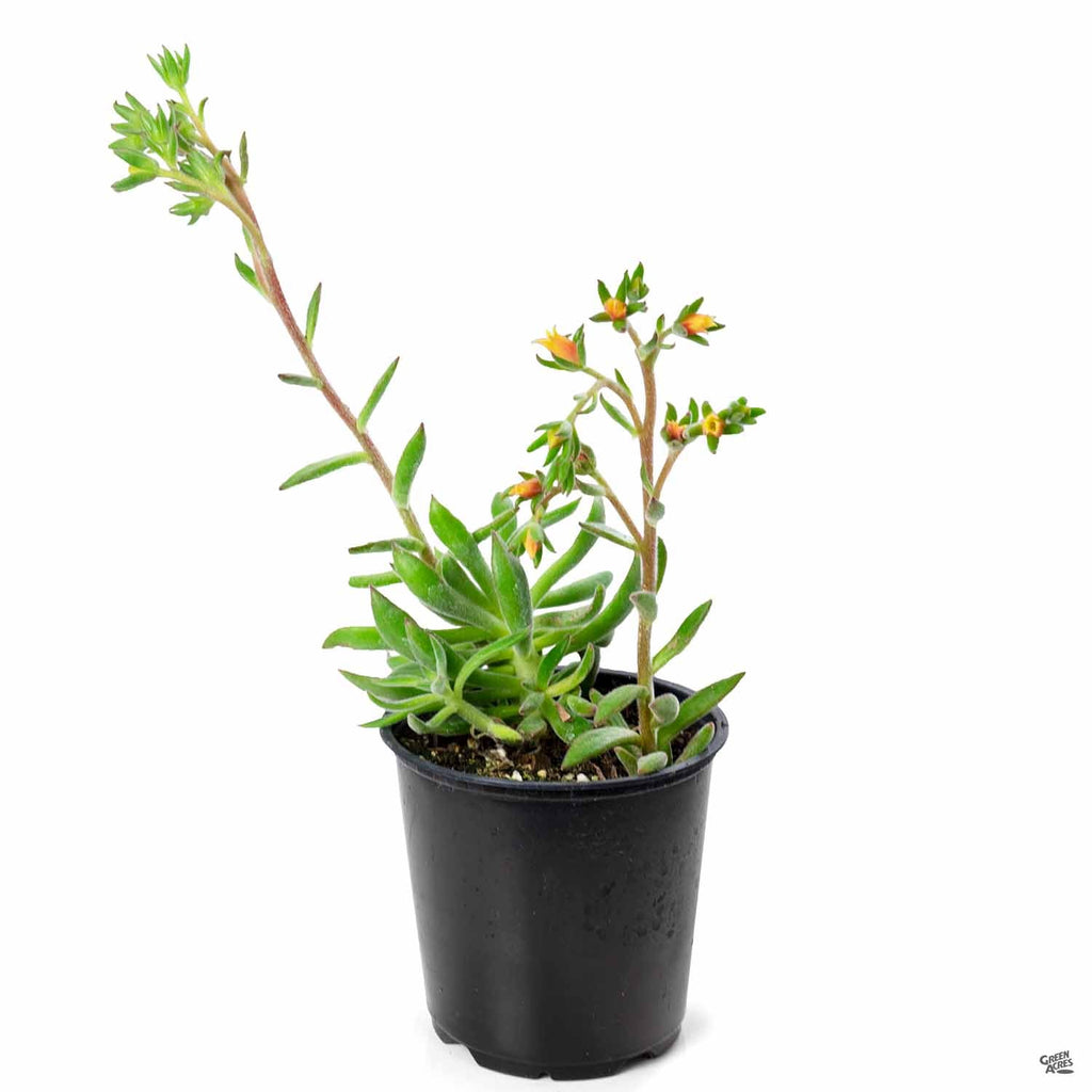 arrow succulent Echeveria 'Arrow' — Green Acres Nursery & Supply