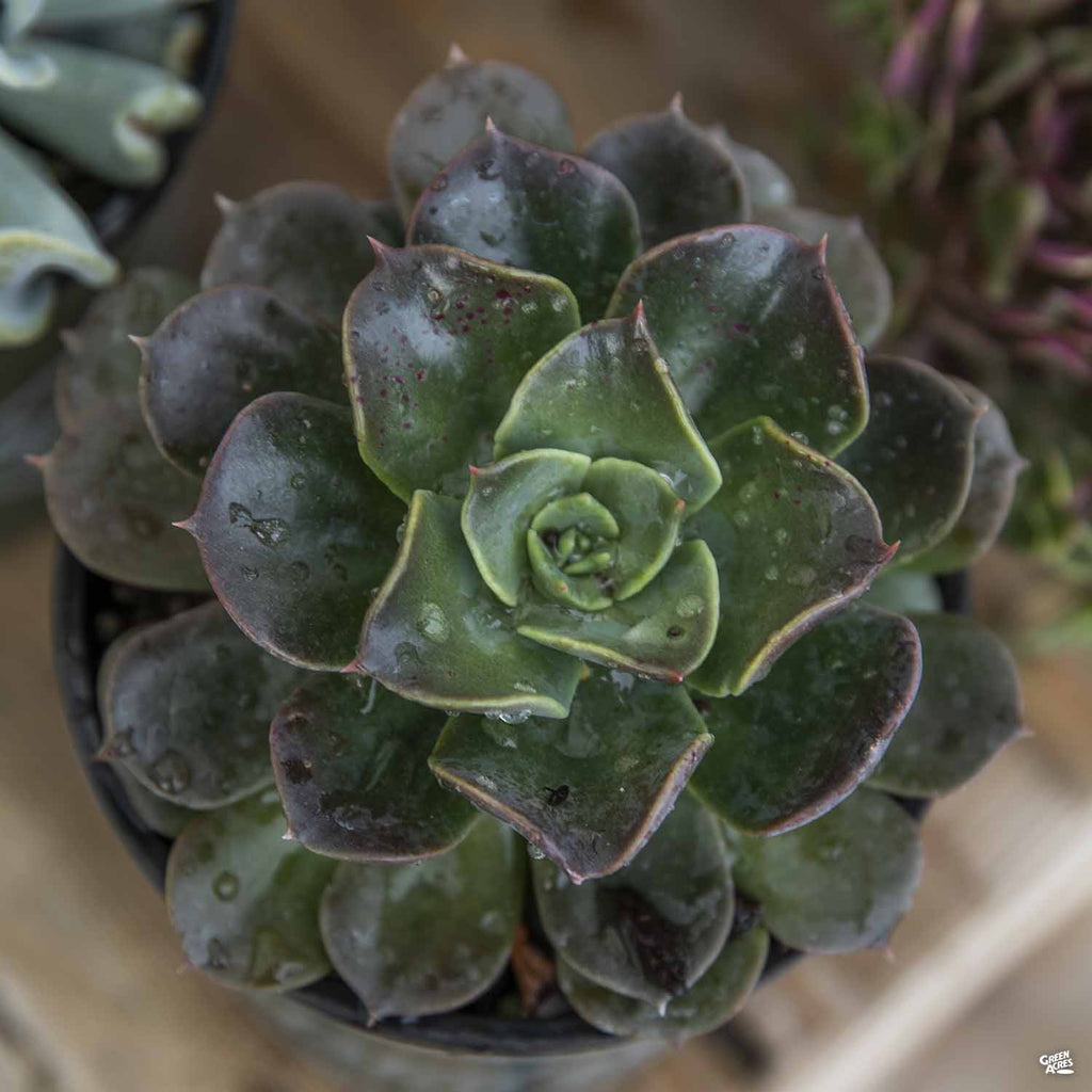 blue prince succulent care Echeveria 'Blue Prince' — Green Acres Nursery & Supply