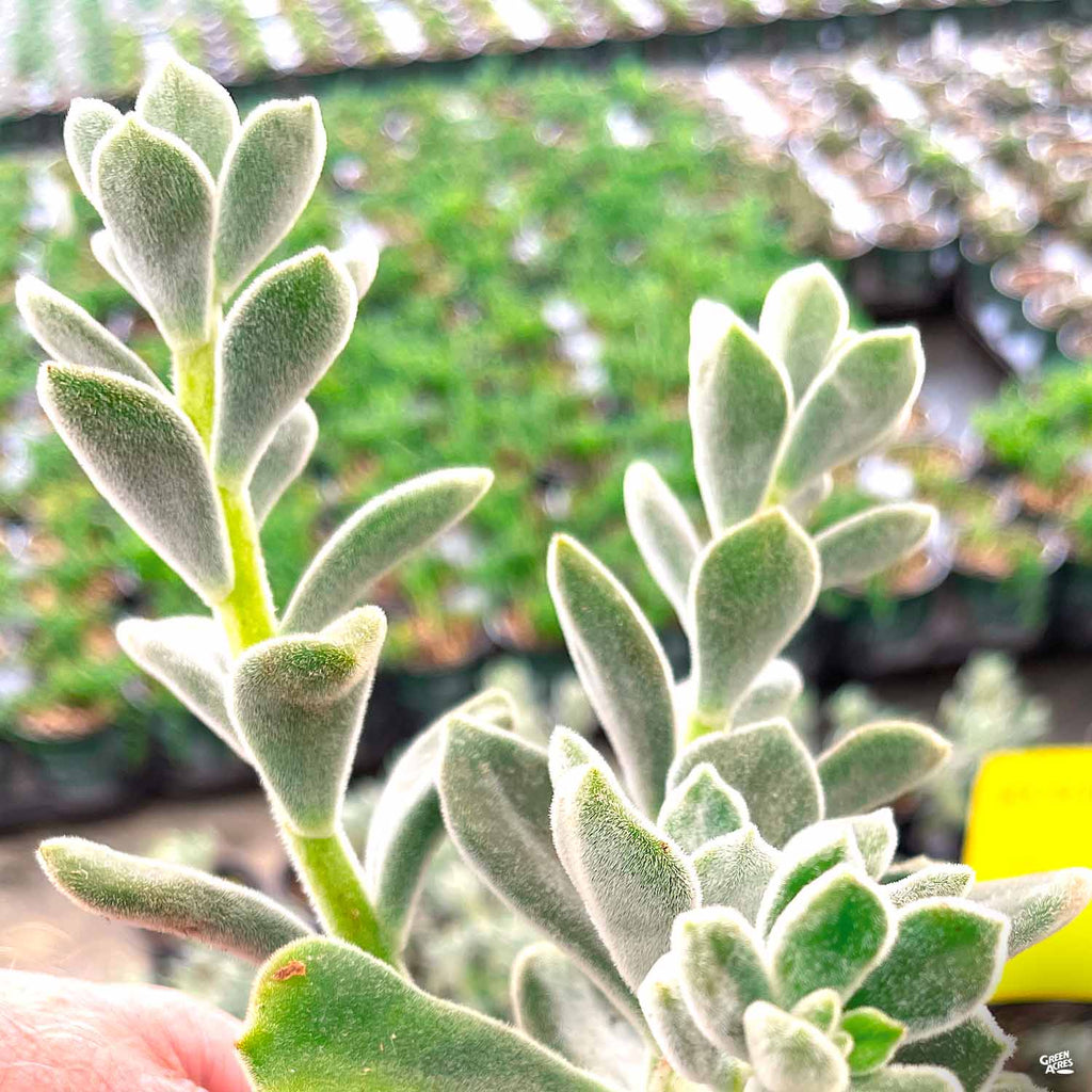 Echeveria 'Frosty' — Green Acres Nursery & Supply