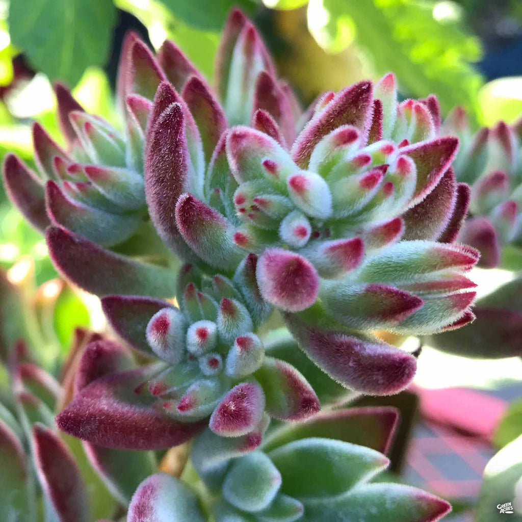 echeveria red succulents Red Echeveria — Green Acres Nursery & Supply