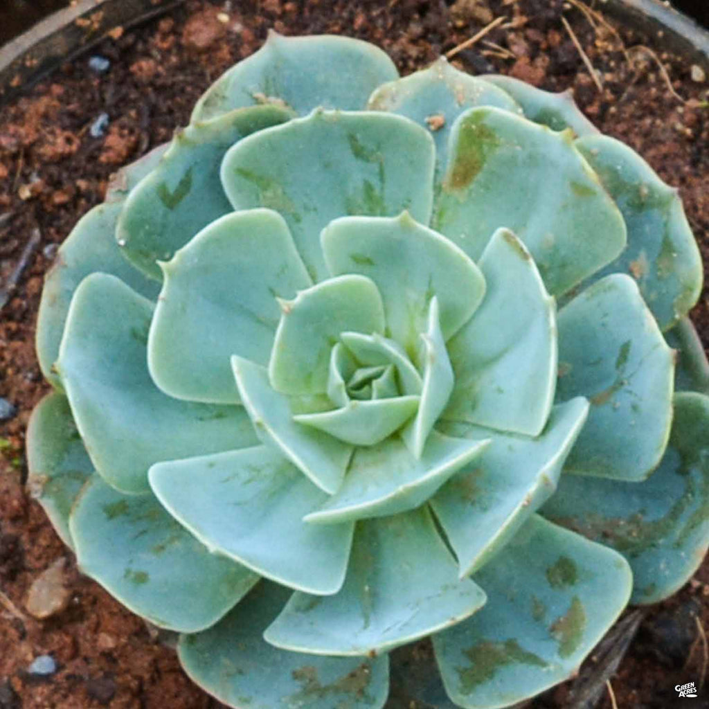 parva succulent Echeveria 'Parva' — Green Acres Nursery & Supply