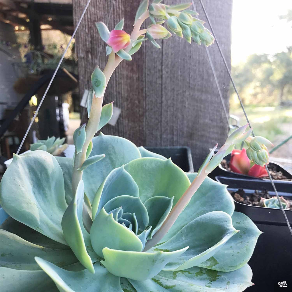 parva succulent Echeveria 'Parva' — Green Acres Nursery & Supply