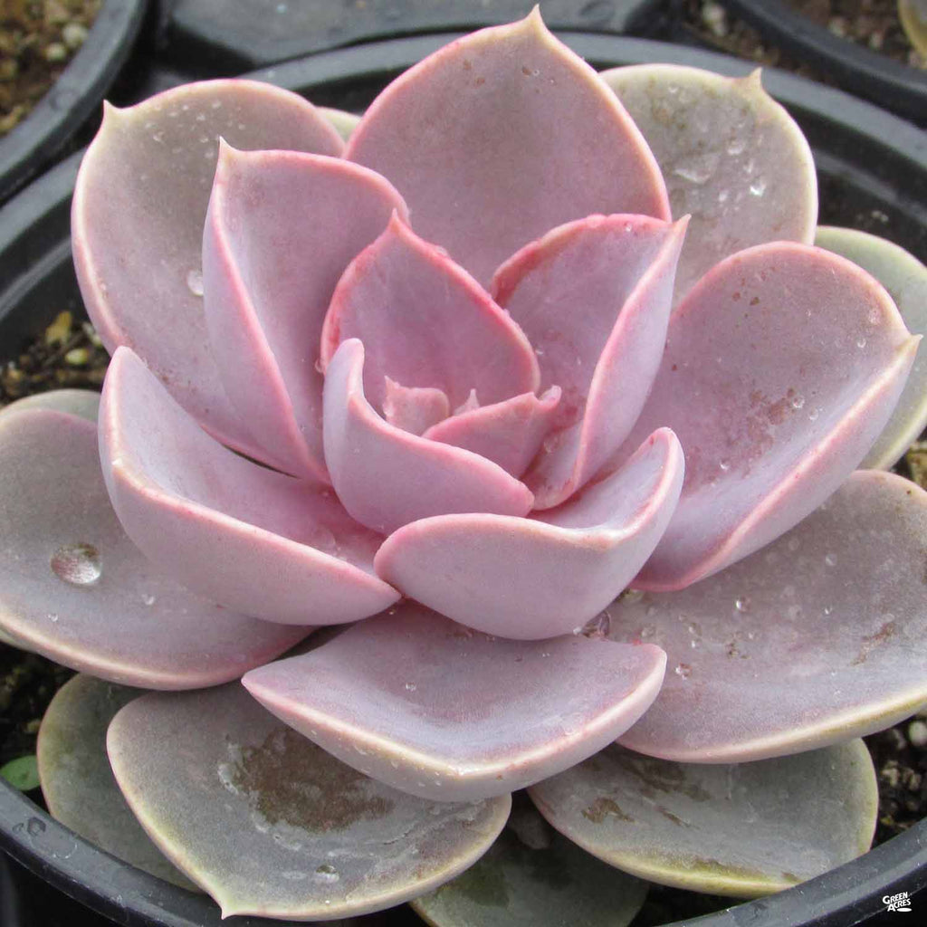 perle von nurnberg succulent Echeveria 'Perle Von Nurnberg' — Green Acres Nursery & Supply