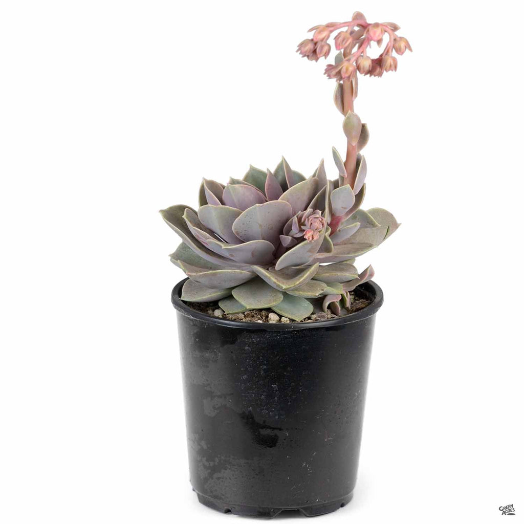 succulent echeveria perle von nurnberg Echeveria 'Perle Von Nurnberg' — Green Acres Nursery & Supply