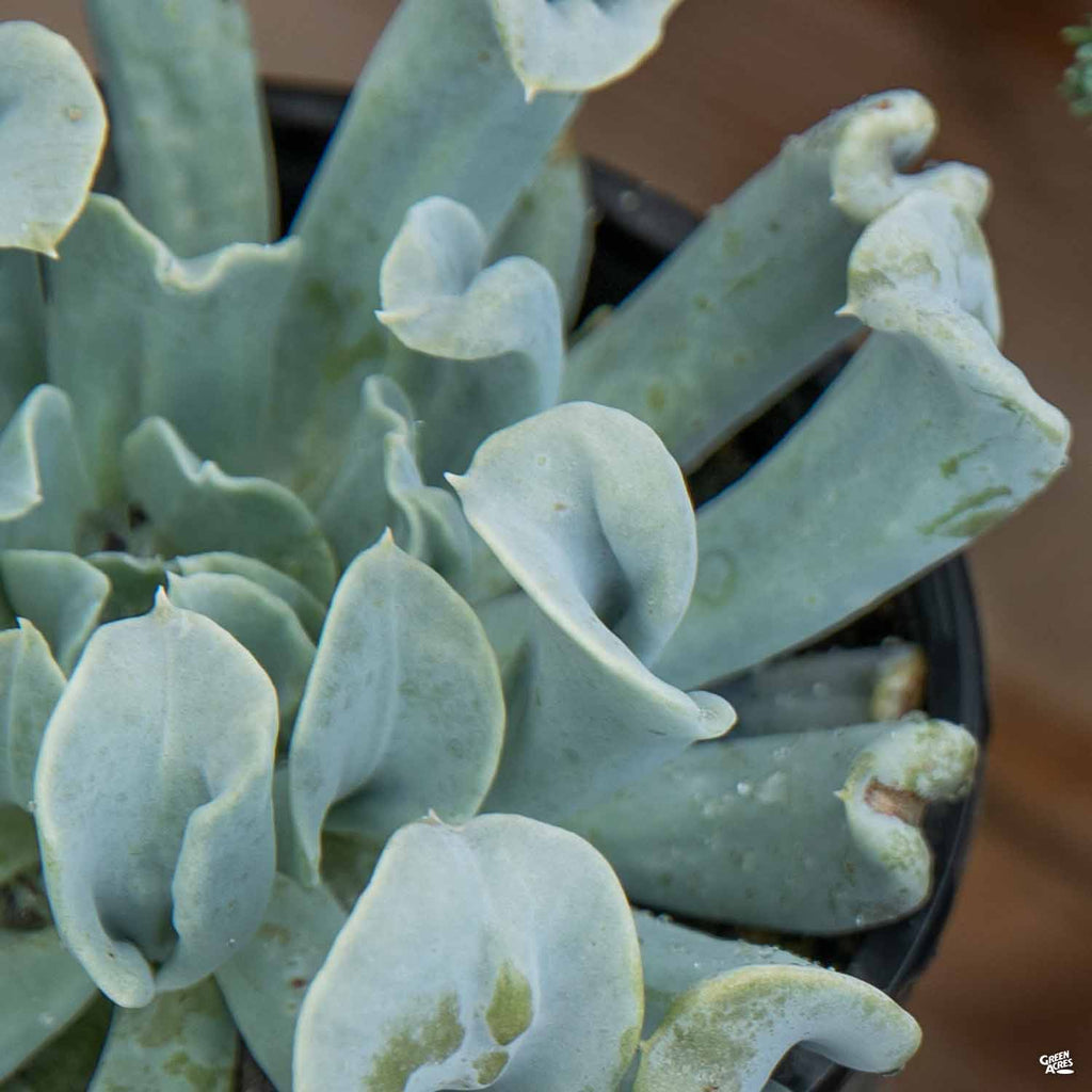 topsy turvy succulent plant Echeveria 'Topsy Turvy' — Green Acres Nursery & Supply