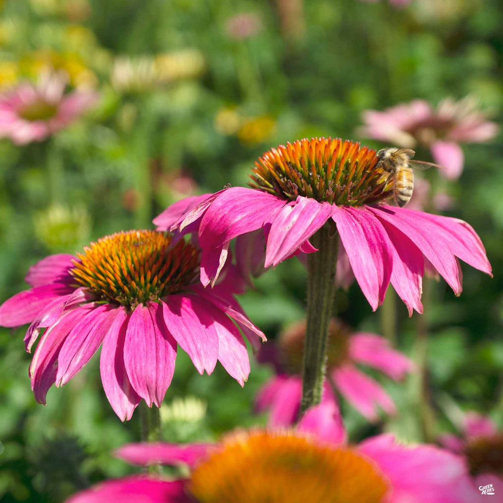 echinacea pow wow wild berry seeds PowWow® Wild Berry Coneflower — Green Acres Nursery & Supply