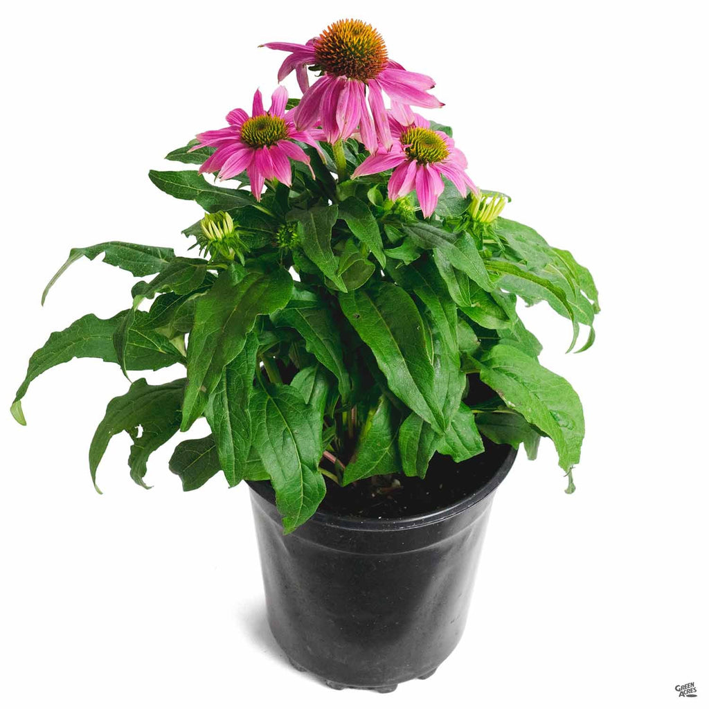 pow wow echinacea seeds PowWow® Wild Berry Coneflower — Green Acres Nursery & Supply