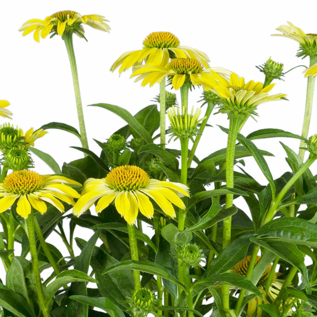 Coneflower — Green Acres Nursery & Supply