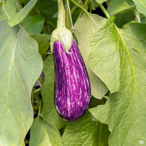 'Fairy Tale' Eggplant