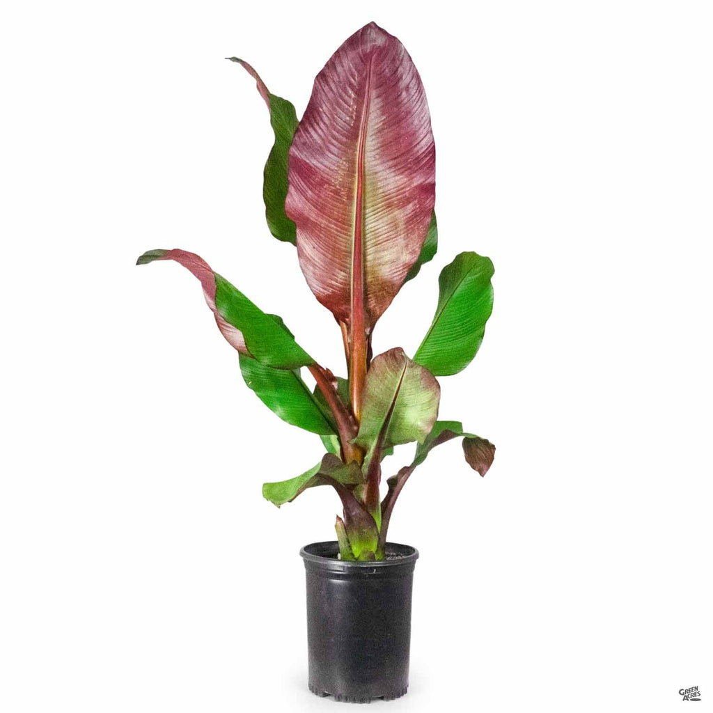 red pot abyssinian banana plant Red Abyssinian Banana — Green Acres Nursery & Supply
