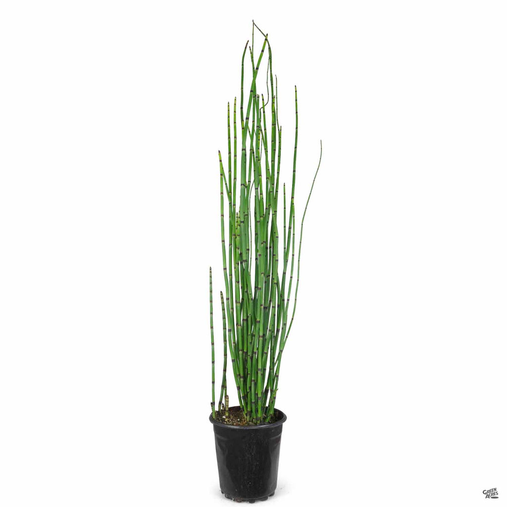 indoor horsetail plant Horsetail Reed — Green Acres Nursery & Supply