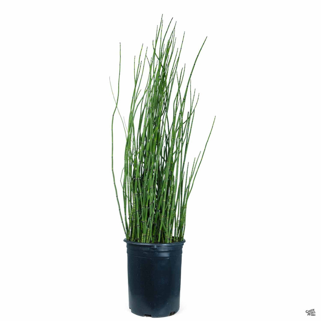 indoor potted horsetail plant Horsetail Reed — Green Acres Nursery & Supply