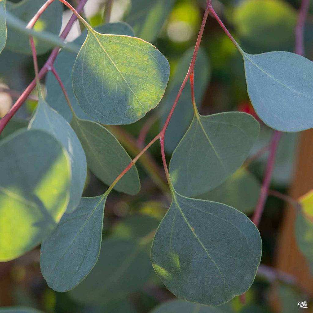 silver dollar eucalyptus plant indoor Silver Dollar Gum — Green Acres Nursery & Supply