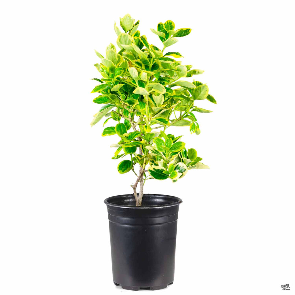 silver queen house plant Euonymus 'Silver Queen' — Green Acres Nursery & Supply
