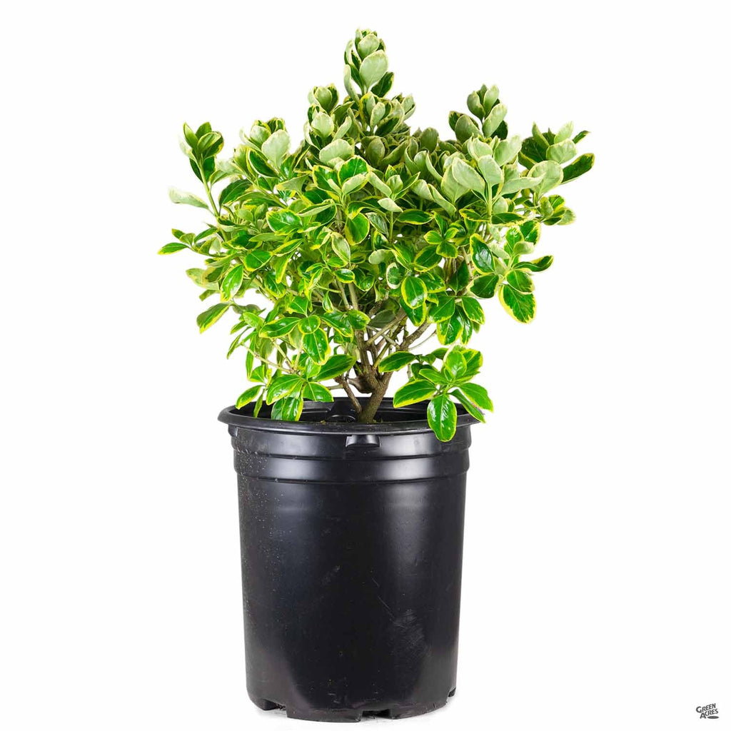 silver queen house plant Euonymus 'Silver Queen' — Green Acres Nursery & Supply