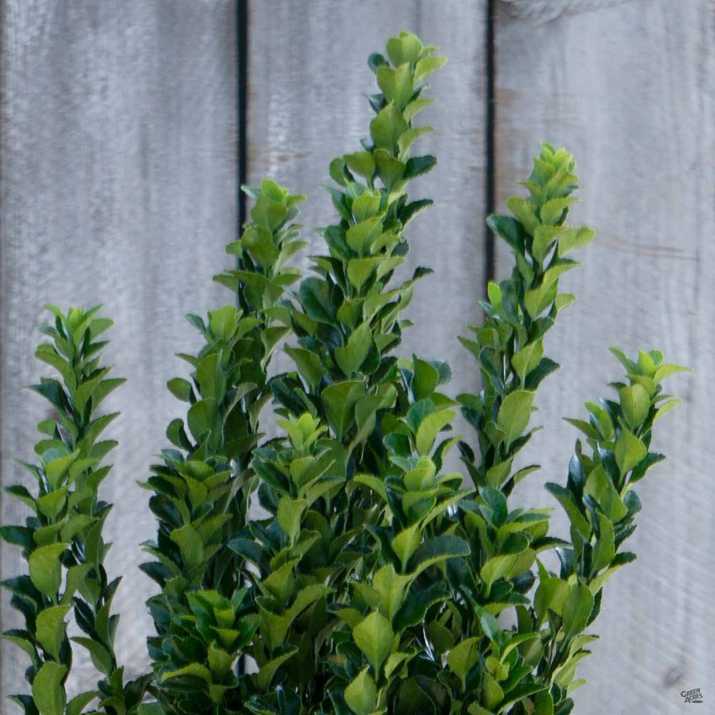 best fertilizer for euonymus plants Euonymus 'Green Spire' — Green Acres Nursery & Supply