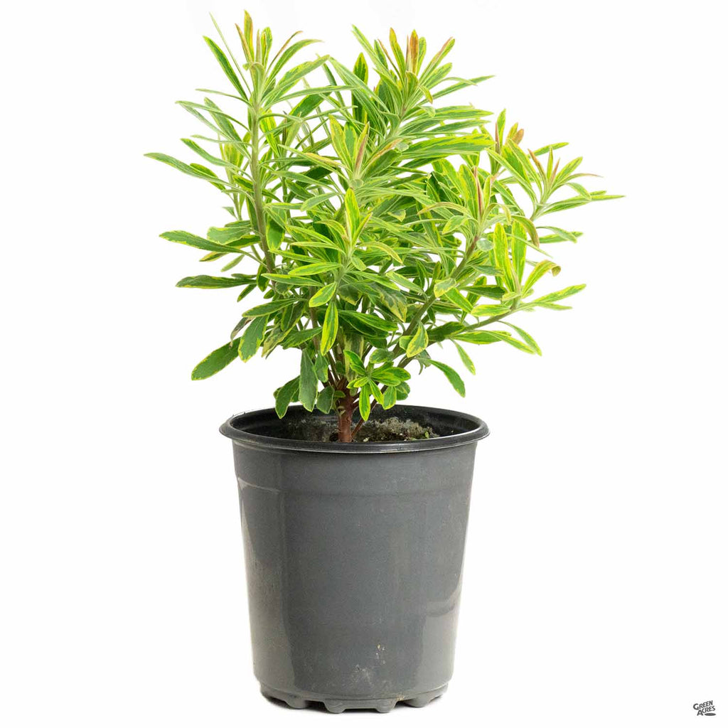 Euphorbia 'Ascot Rainbow' — Green Acres Nursery & Supply