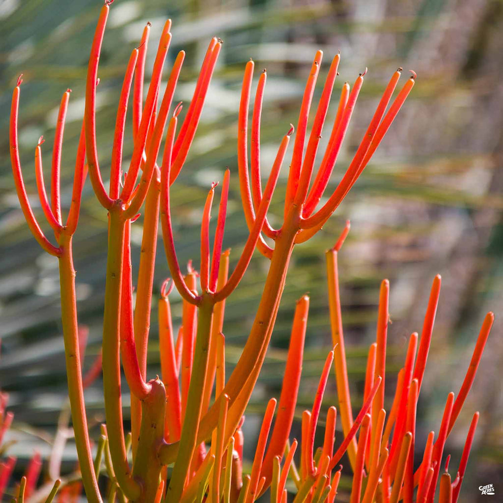 sticks on fire succulent Euphorbia 'Sticks on Fire' — Green Acres Nursery & Supply