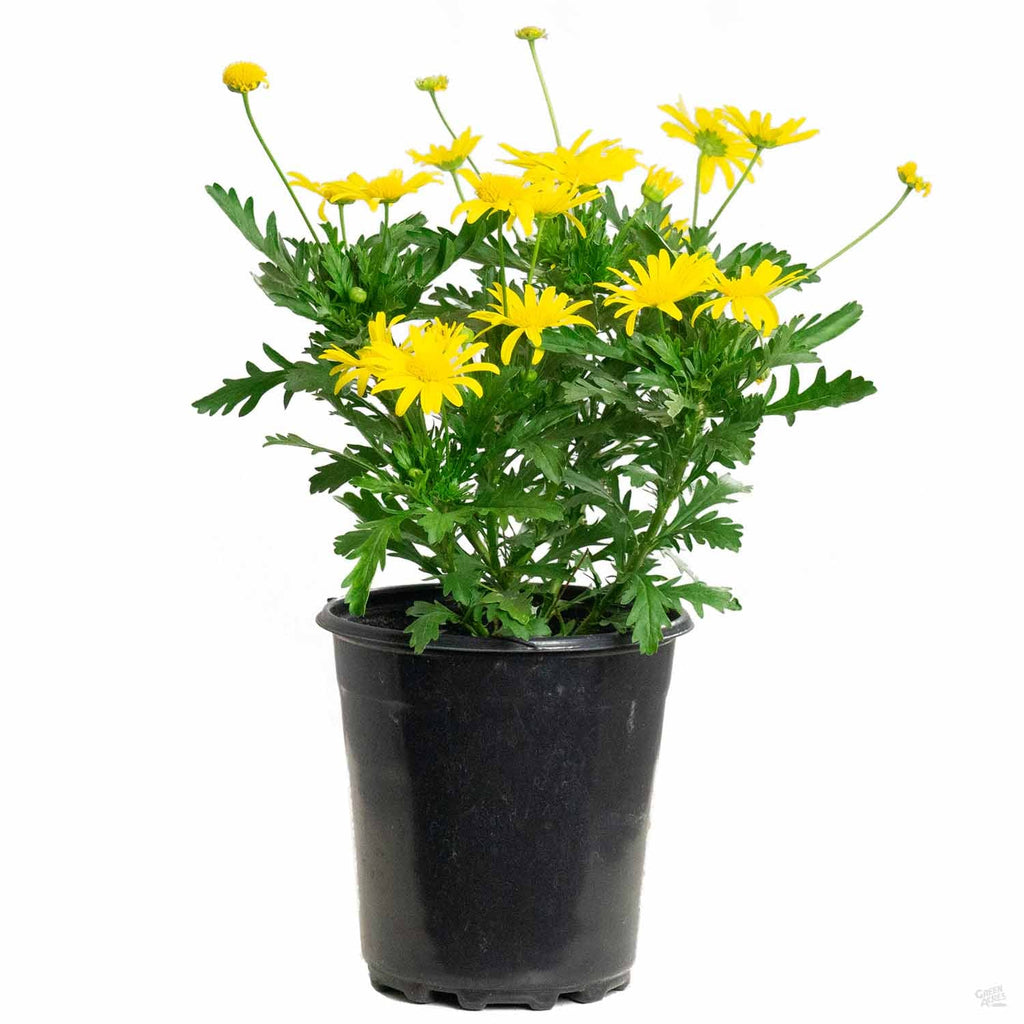 daisy succulent Euryops Daisy — Green Acres Nursery & Supply