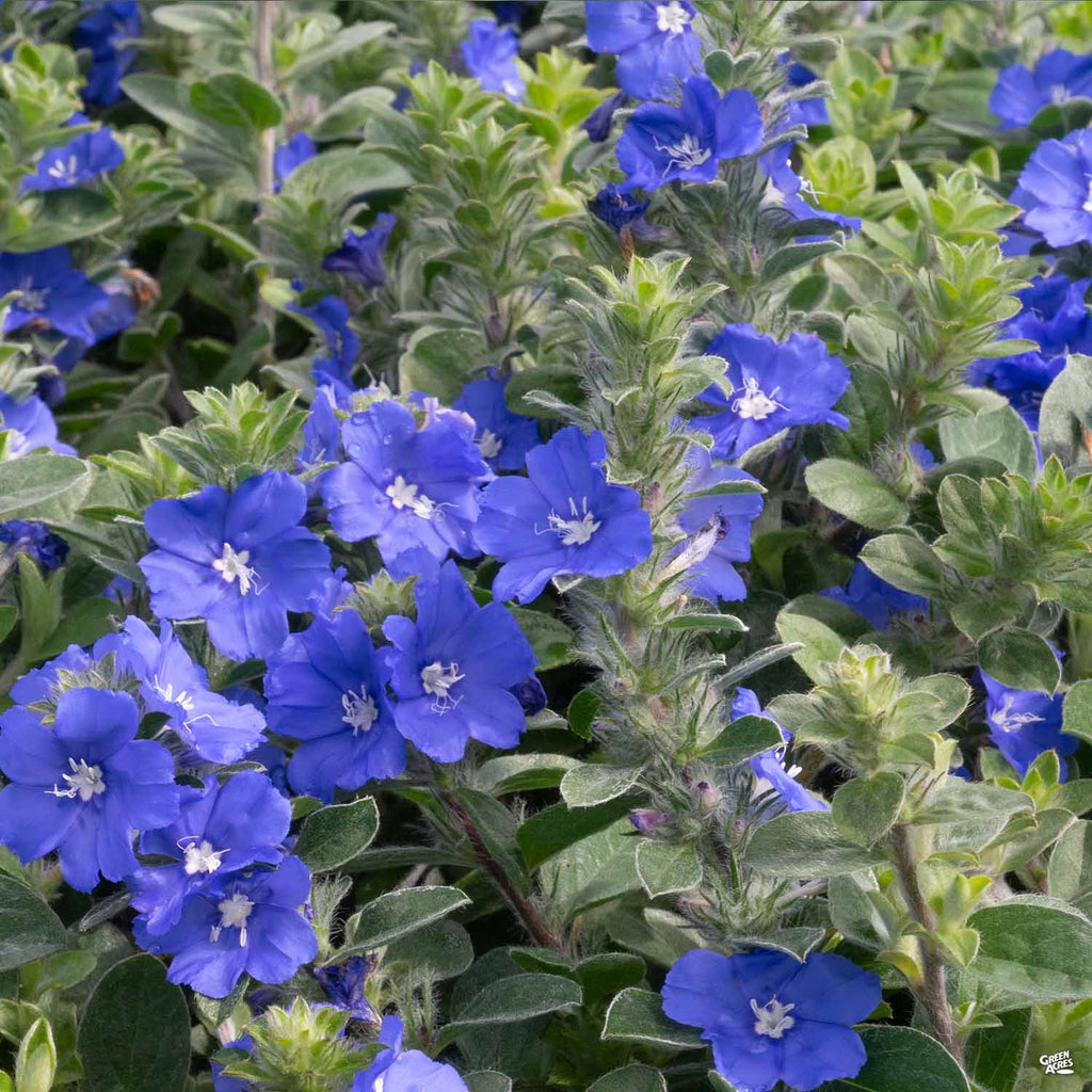 Evolvulus Beach Bum Blue: The Perfect Groundcover for Your Coastal Oasis