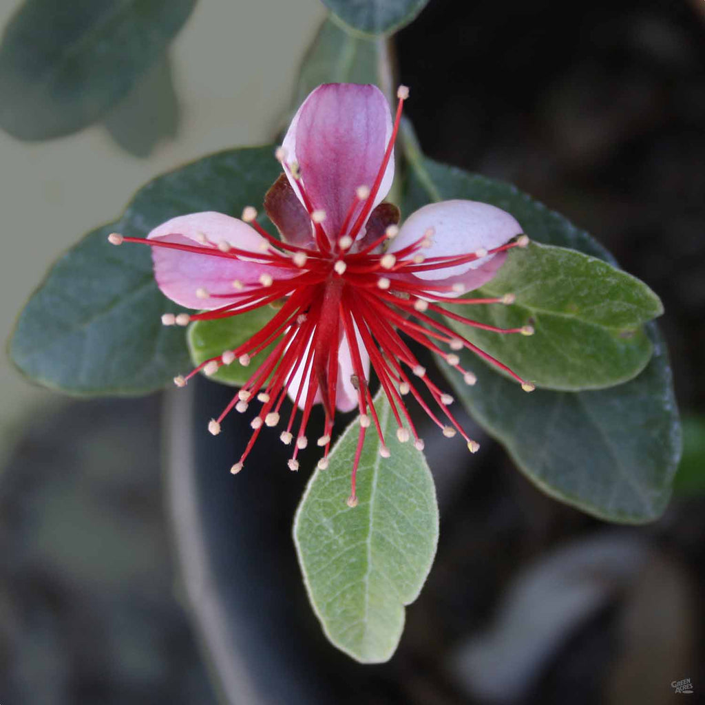 pineapple guava plant for sale Pineapple Guava — Green Acres Nursery & Supply