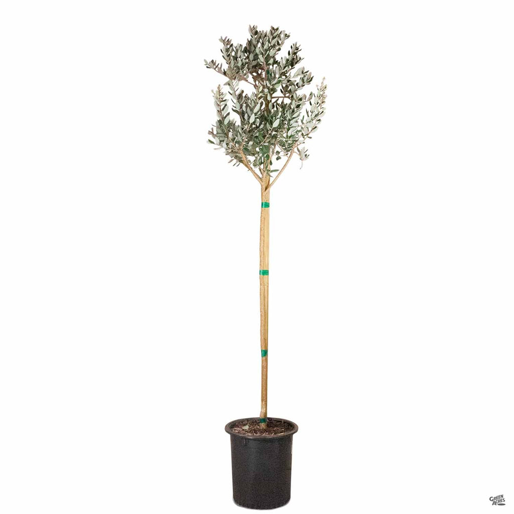 pineapple guava plant for sale Pineapple Guava Standard Trunk — Green Acres Nursery & Supply