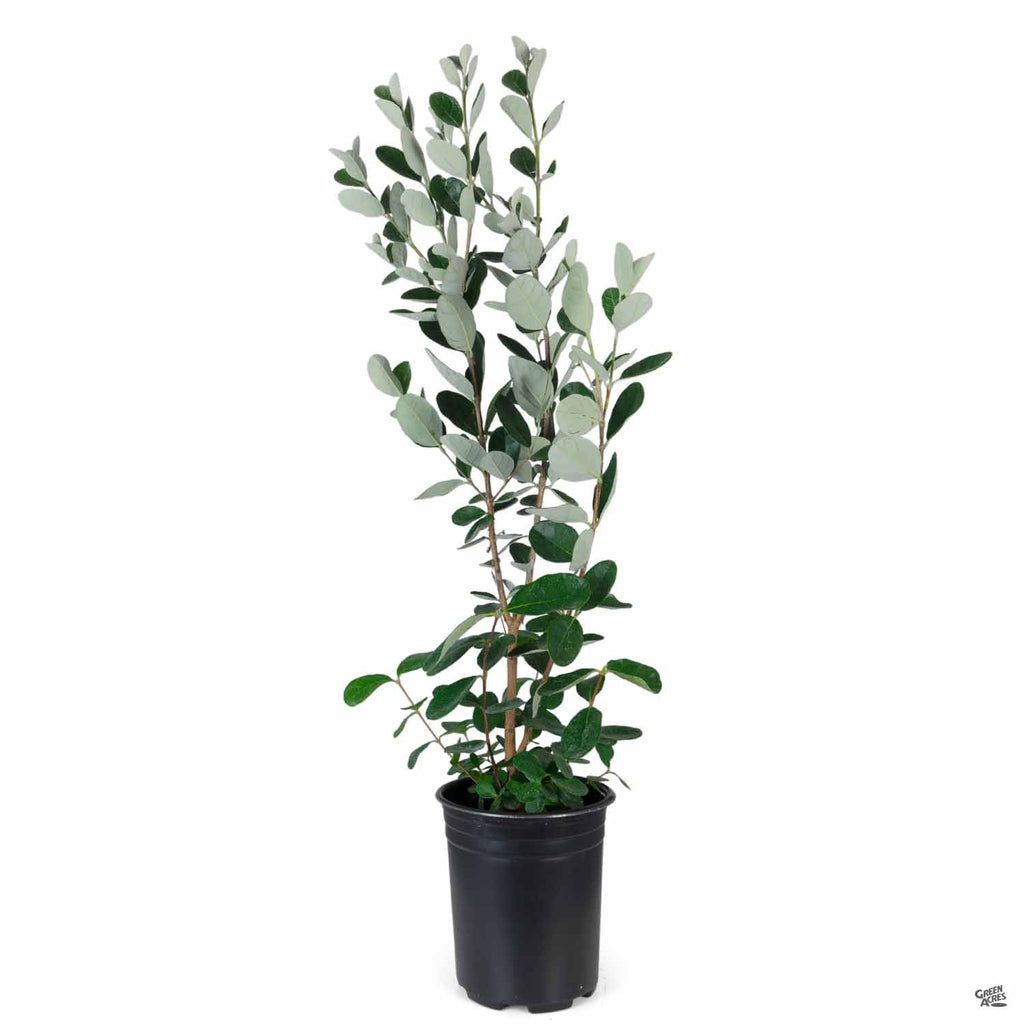 pineapple guava plant for sale Pineapple Guava — Green Acres Nursery & Supply