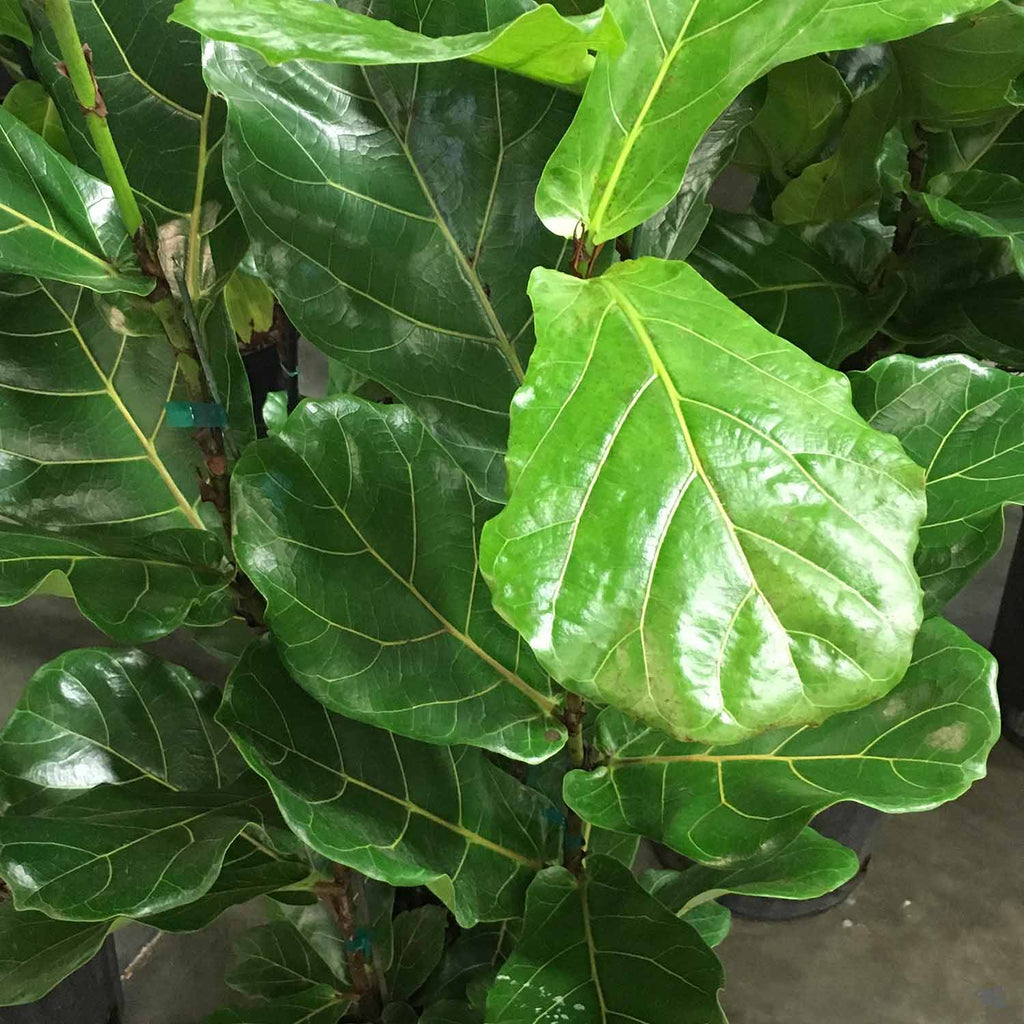 ebay fiddle leaf fig Fiddle Leaf Fig Standard — Green Acres Nursery & Supply