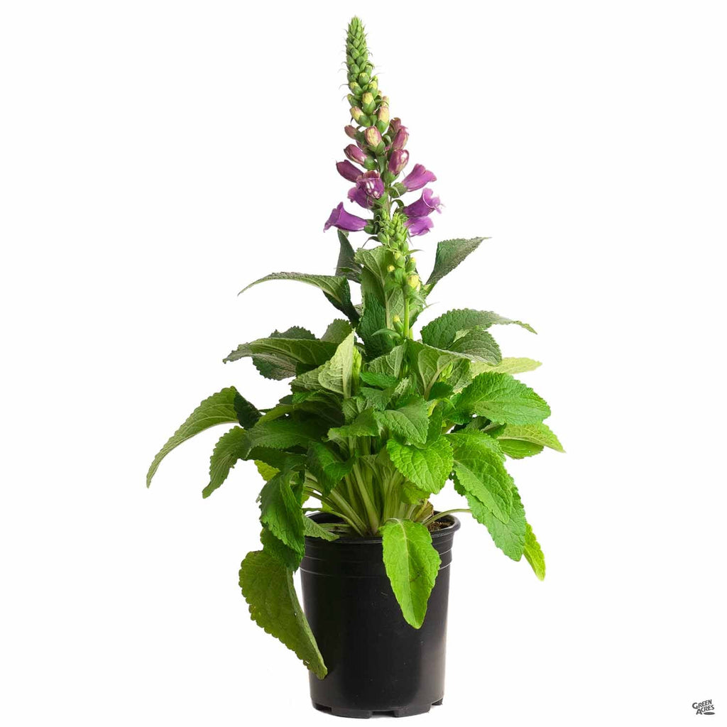 can you plant foxgloves in pots Foxglove — Green Acres Nursery & Supply