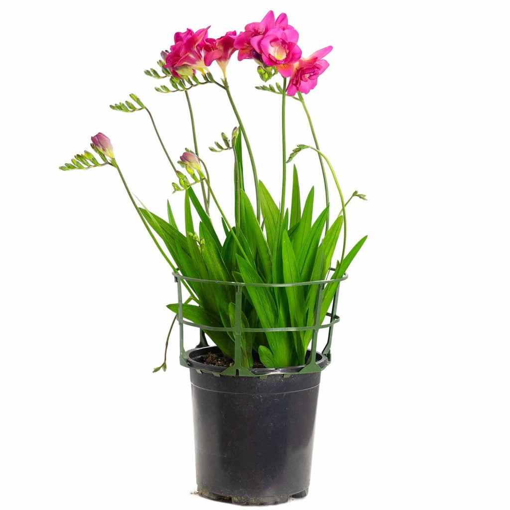 potted freesia plant Freesia — Green Acres Nursery & Supply
