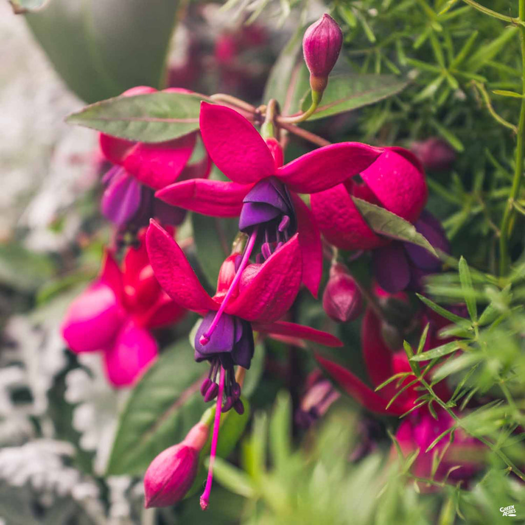 hanging fuchsia plants for sale Fuchsia Hanging Basket — Green Acres Nursery & Supply