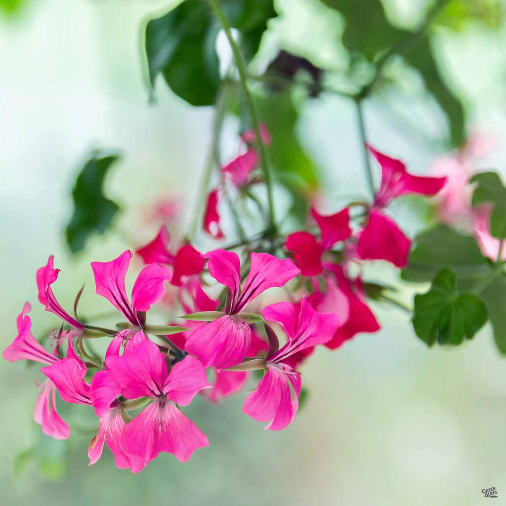 hanging geranium plants for sale Ivy Geranium — Green Acres Nursery & Supply