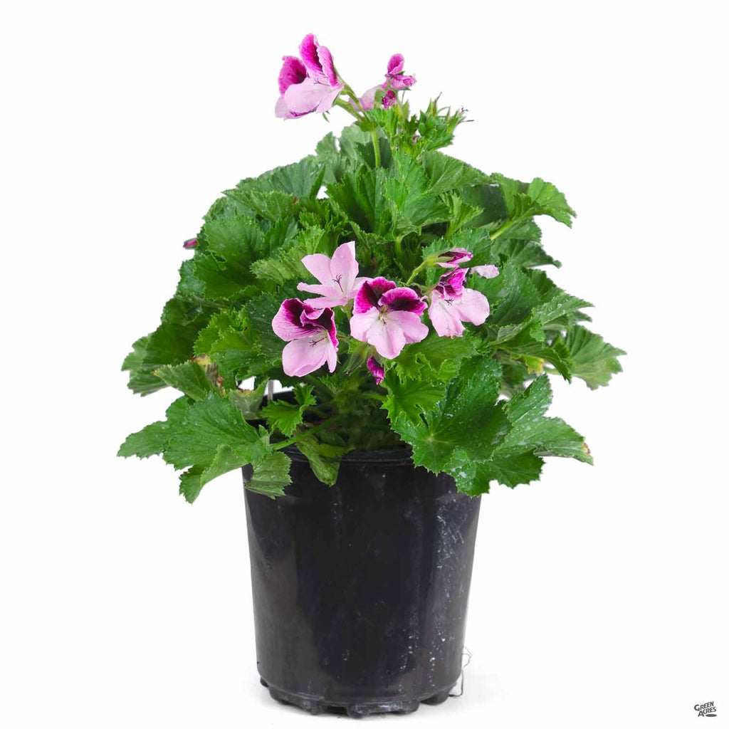 indoor geranium plants for sale Martha Washington Geranium — Green Acres Nursery & Supply
