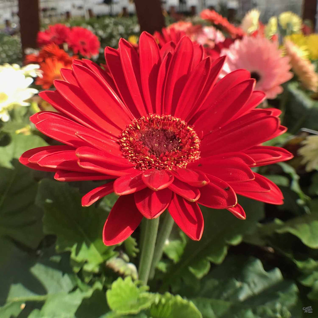 gerbera plant fertilizer Gerbera Daisy — Green Acres Nursery & Supply