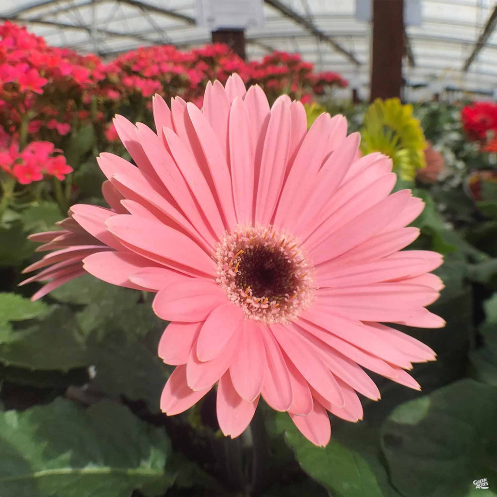 areca palm and the gerbera daisy Gerbera Daisy — Green Acres Nursery & Supply