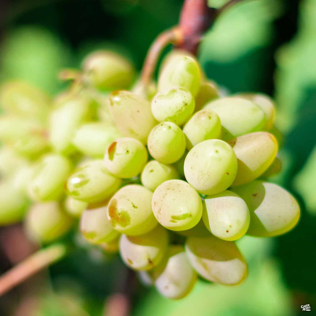 Thompson Bunch Grape Vine  Ison's Nursery & Vineyard