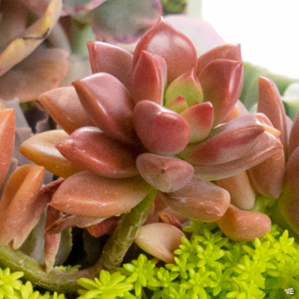 Graptosedum 'Vera Higgins' — Green Acres Nursery & Supply