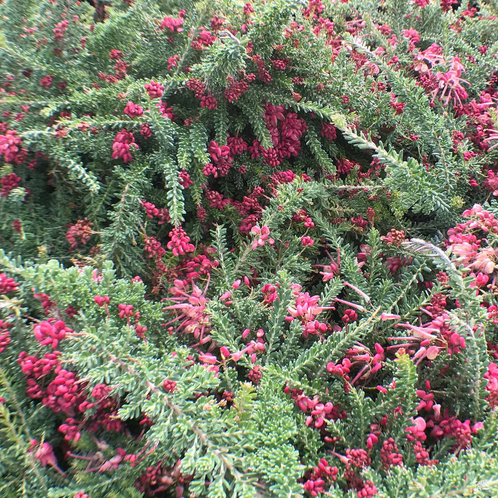 Grevillea 'Coastal Gem' — Green Acres Nursery & Supply