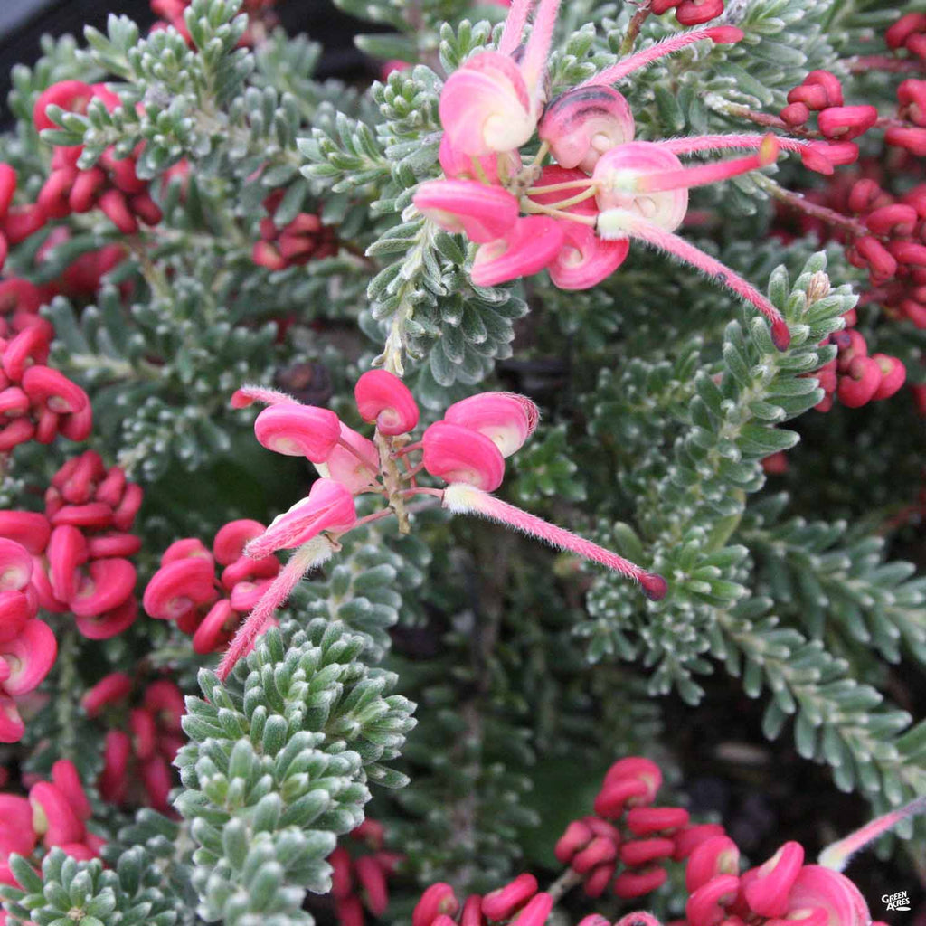 Grevillea 'Coastal Gem' — Green Acres Nursery & Supply