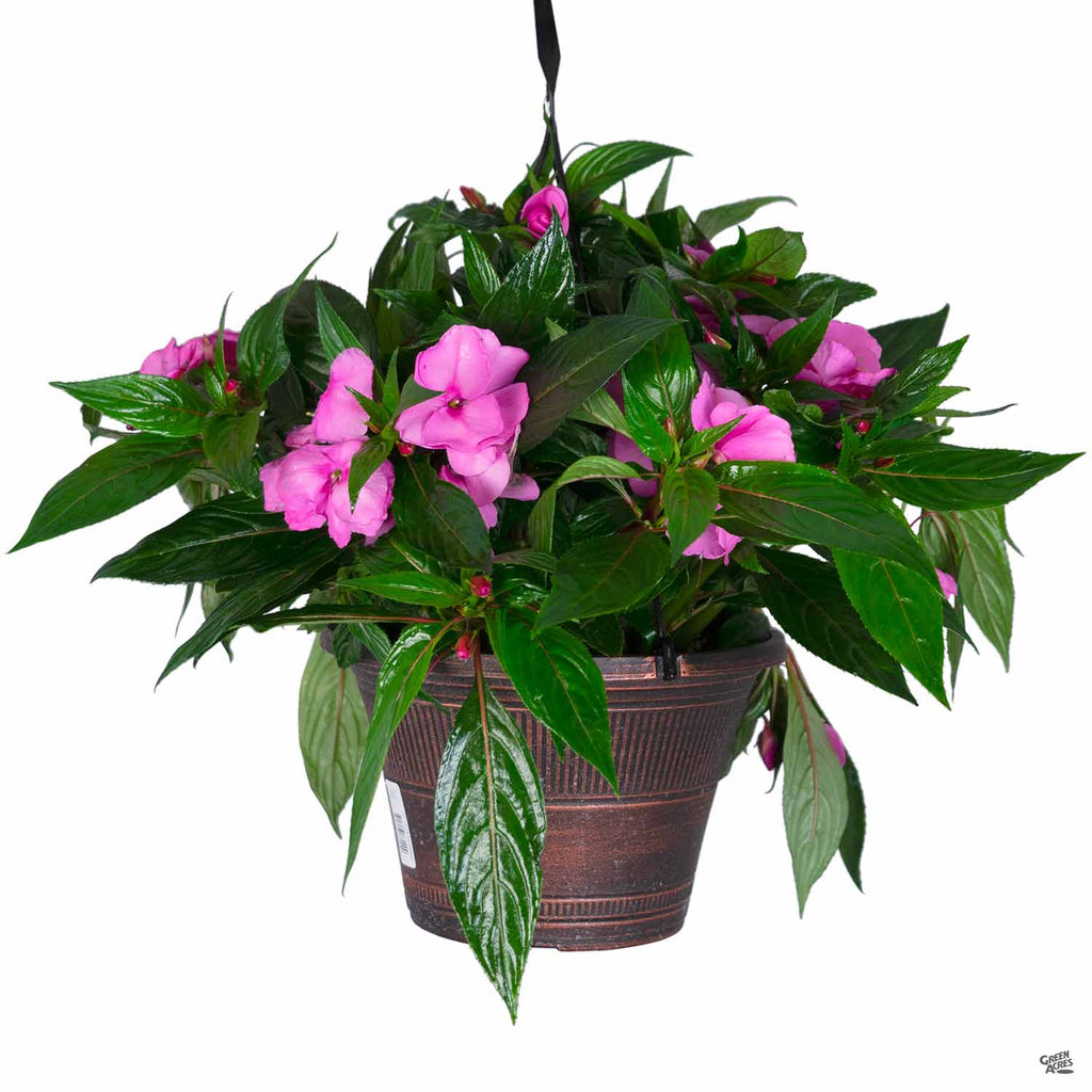 pink hanging planter Hanging Basket 10