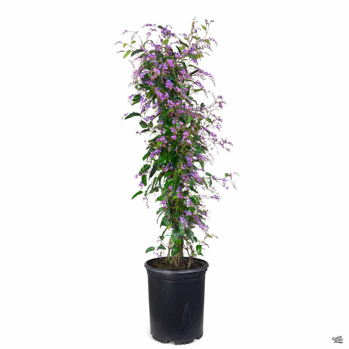Lilac Vine 5 gallon staked