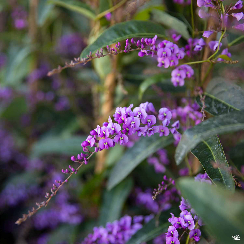 lavender vine plant Lilac Vine Stake — Green Acres Nursery & Supply