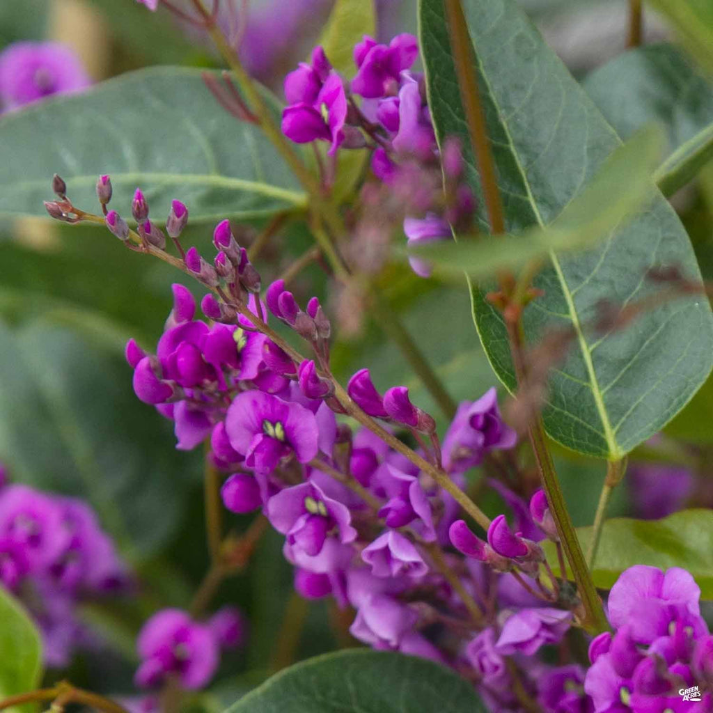 indoor purple vine plant Lilac Vine Stake — Green Acres Nursery & Supply