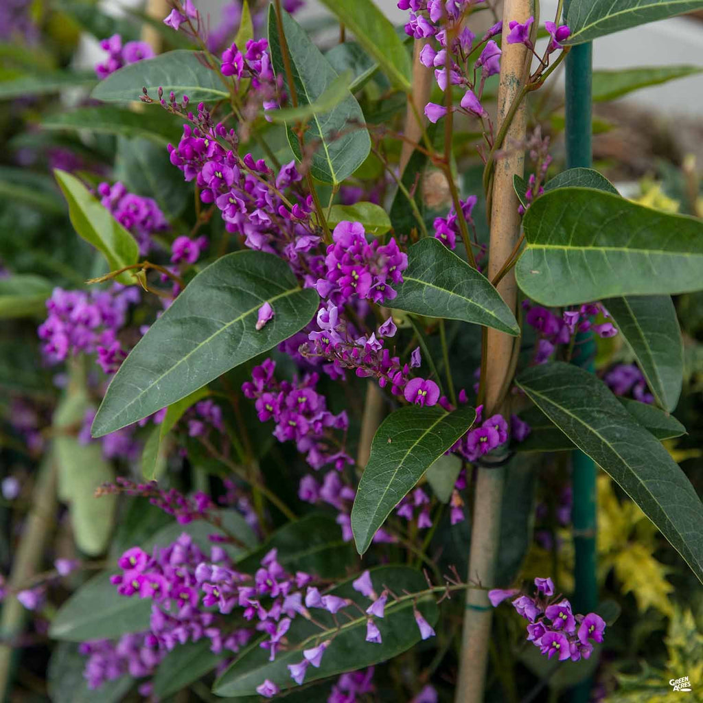 succulent vine with purple flowers Lilac Vine Stake — Green Acres Nursery & Supply