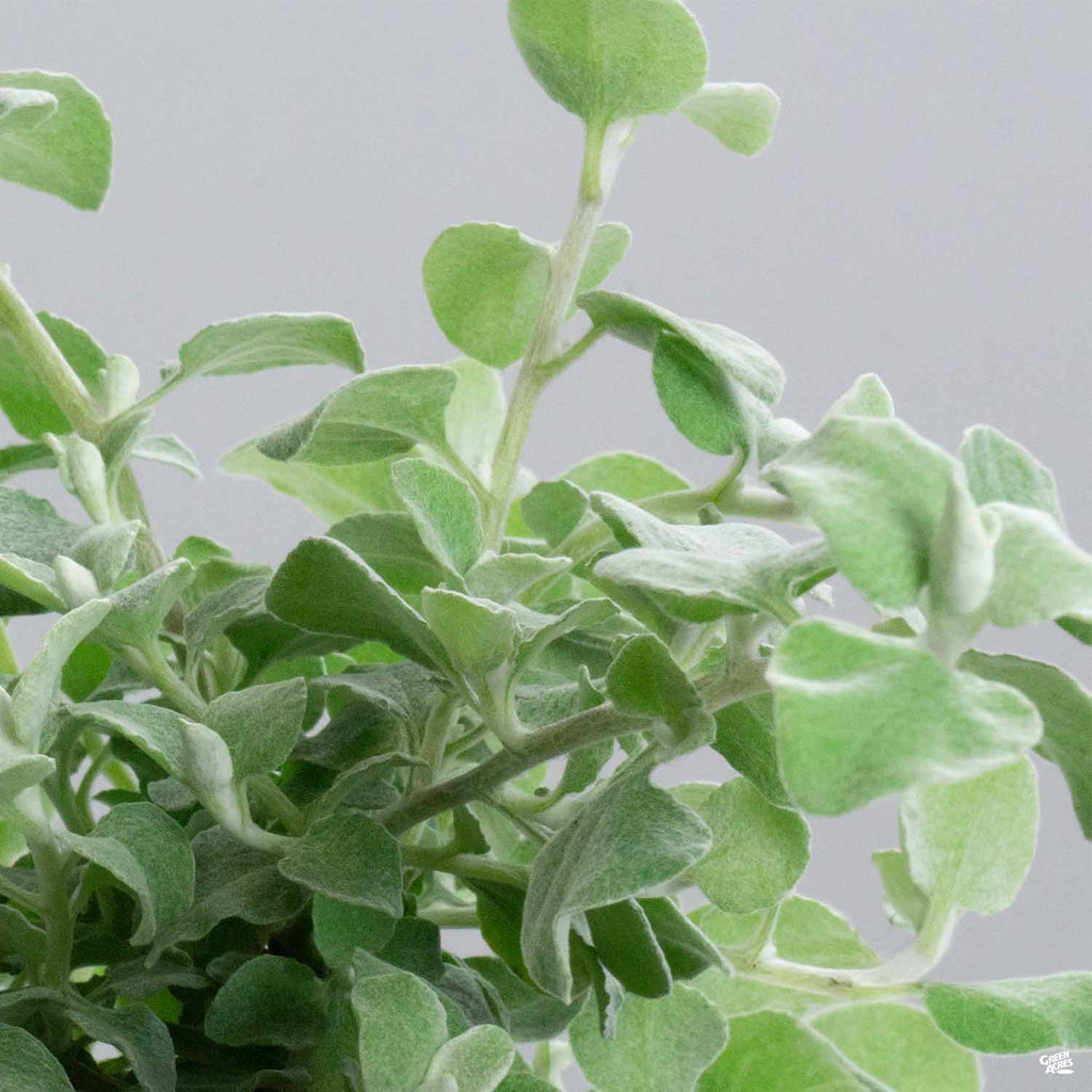 licorice plant indoors Licorice Plant — Green Acres Nursery & Supply