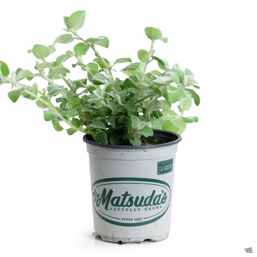 Licorice Plant — Green Acres Nursery & Supply