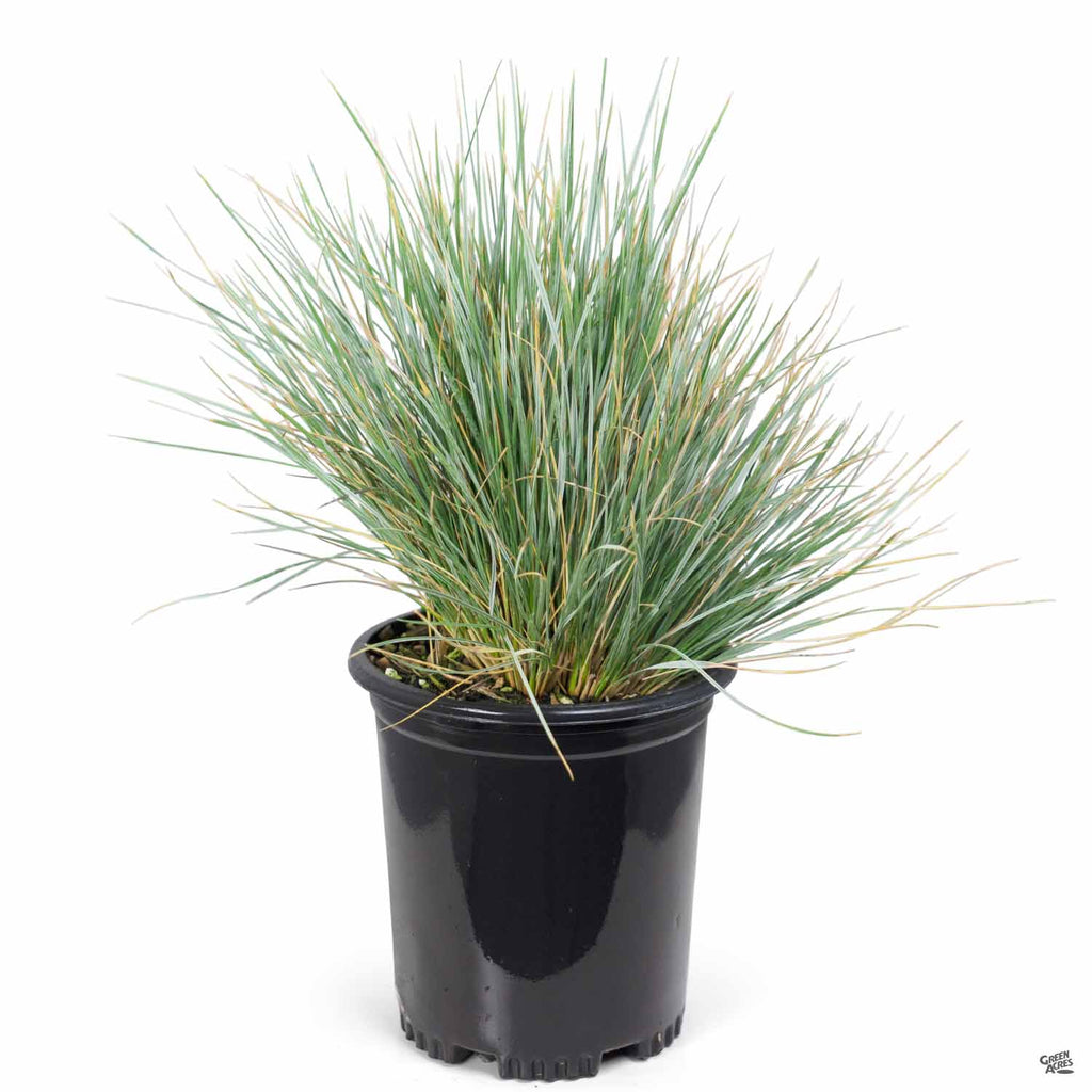 blue grass succulent Blue Oat Grass — Green Acres Nursery & Supply